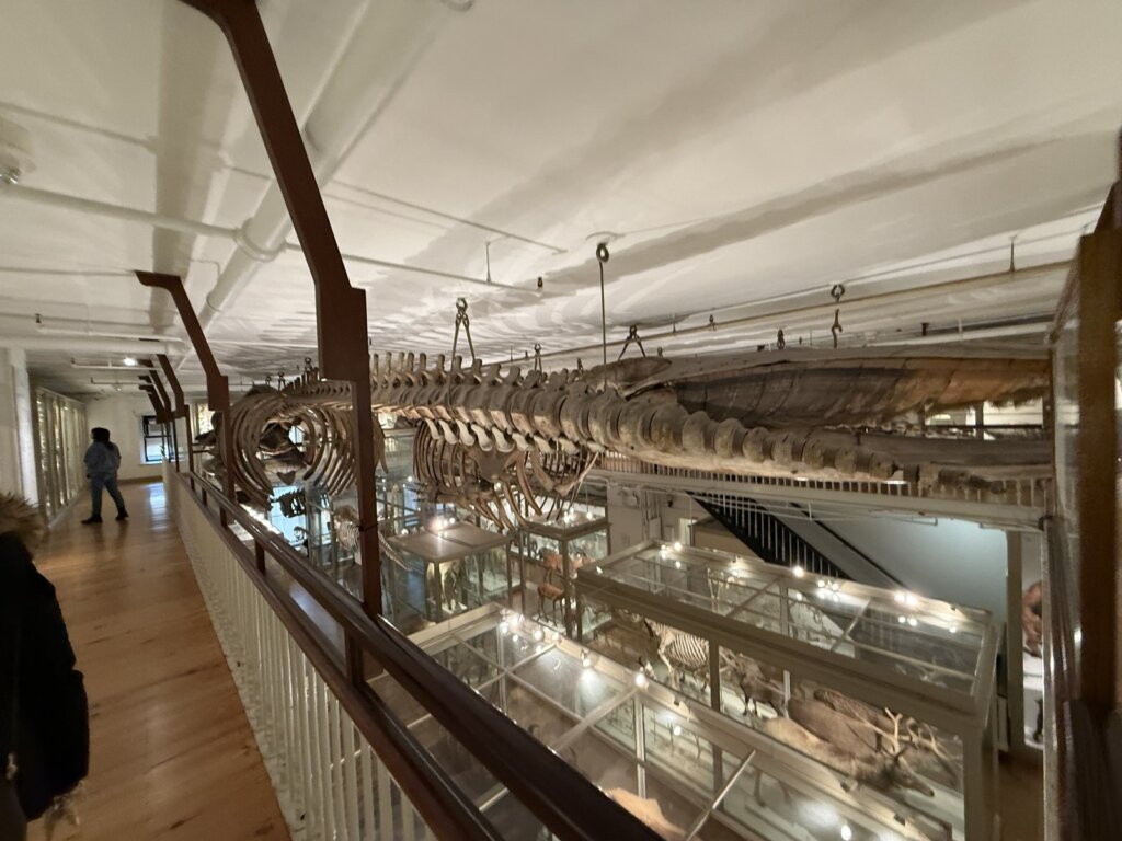 天井から吊るされたクジラの骨格標本が並ぶハーバード自然史博物館の展示室